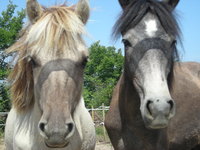 Bienvenue sur le site du centre les chevaux de l'émotion